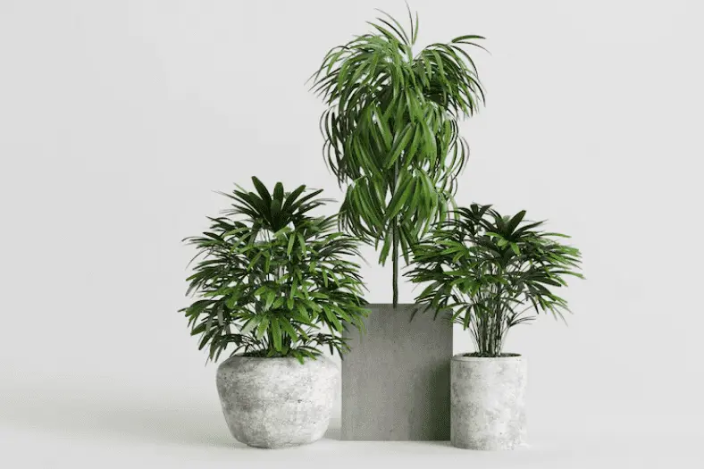 Common Indoor Plants For Home And Office